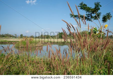 Rural Background Thaliand Landscpae Beyound Wild Grass Seedheads
