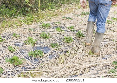 Young Strawberry Plants Growing On A Bed Of Straw Mulch, With The Hand Of The Gardener Senior.