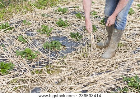 Young Strawberry Plants Growing On A Bed Of Straw Mulch, With The Hand Of The Gardener Senior.