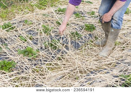 Young Strawberry Plants Growing On A Bed Of Straw Mulch, With The Hand Of The Gardener Senior.