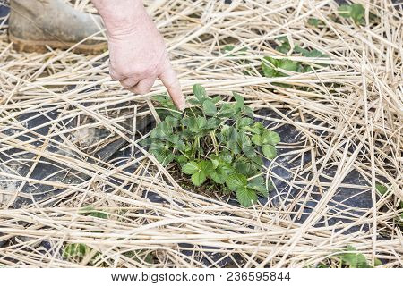 Young Strawberry Plants Growing On A Bed Of Straw Mulch, With The Hand Of The Gardener Senior.