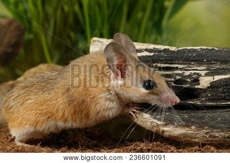 Closeup Young Female Spiny Mouse (acomys Cahirinus) Stands Near Snag On Background Of Grass