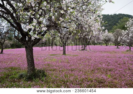 Beautiful Field With Almond Trees Full Of White Blossoms And Purple Vail  Of Flowers In The Ground, 