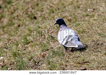 Bright Dove On The Grass In Daylight With A Soapy Background