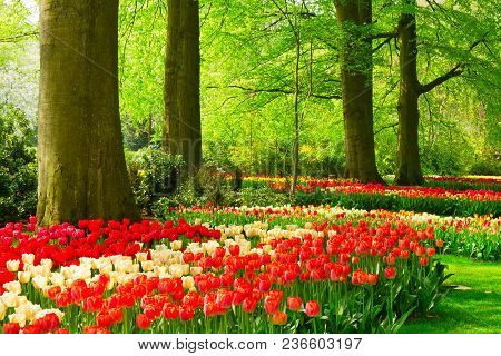 Colorful Green Lawn And Springred Tulips Flowers In Holland Park Keukenhof, Netherlands
