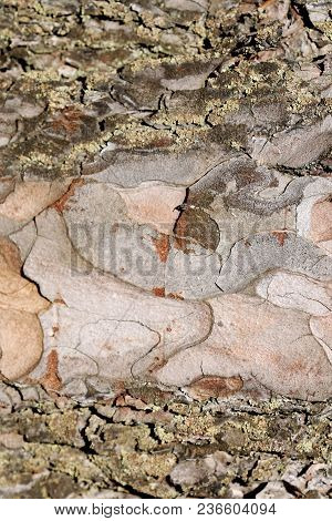 Texture Of The Bark Of A Tree. Seamless Texture. Background.