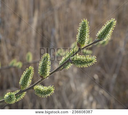 Close Up Blooming Pussy Willow Flower Twing, Selective Focus, Blurred Natural Beige Background