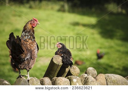Brood Of Free Range Bantam Chickens Roam In A Small Holding