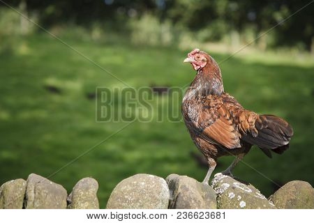 Free Range Bantam Hen Chicken On A Farm