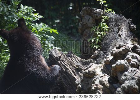 Louisiana Black Bear
