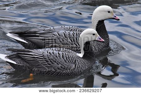 A Pair Of Emperor Geese In Dutch Harbor Alaska
