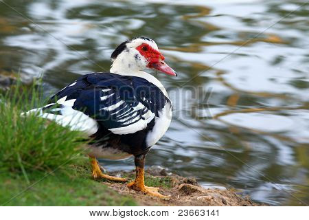 Duck