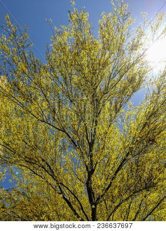 Palo Verde Or Parkinsonia Aculeata Tree Golden Crone With Blooming Yellow Flowers In Spring, Back Li