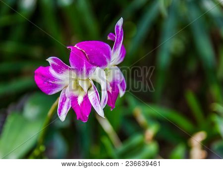Dendrobium Sonia Orchid, Purple Orchid In A Garden With Green Bokeh Background.