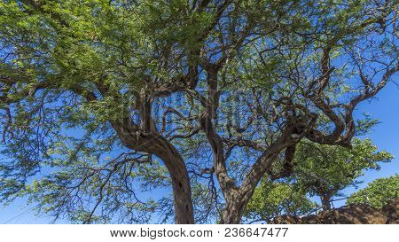 Tree At Lapakahi State Historical Park, Hawaii
