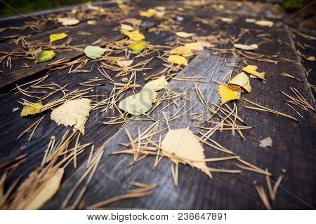 Autumn Leaves On Wooden Boards In The Park, Siberia