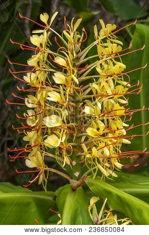 Kahili Ginger Or Hedychium Gardnerianum. Tropical Yellow Ginger
