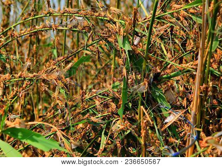 Locusts In The Volga Delta In July, Pest Of Agricultural Crops. Astrakhan Region, Wild Nature Of Rus