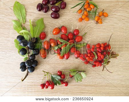 Wild Fruits In Autumn With Barberries, Cornelian Cherries, Sea Buckthorn Fruits, Rose Hips, Sloes Fr