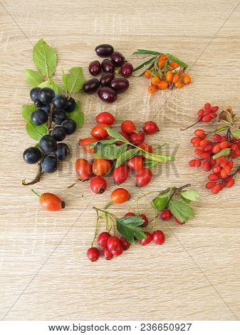 Wild Fruits In Autumn With Barberries, Cornelian Cherries, Sea Buckthorn Fruits, Rose Hips, Sloes Fr