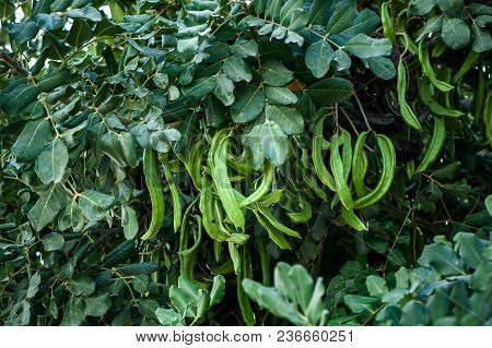 Branches With Green Carob, Ripening Of Locust Beans