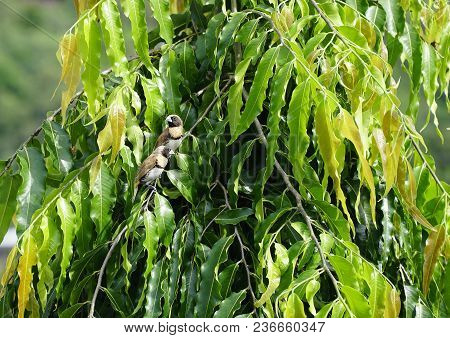 Two Finches In A Indian Mast Tree