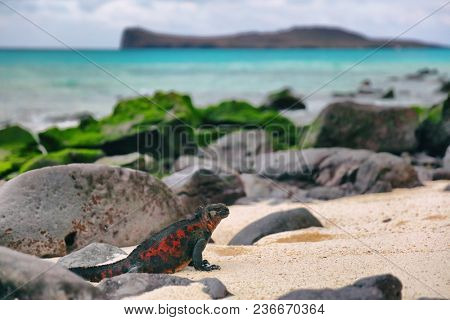 Galapagos Islands Christmas Iguana on in beautiful nature landscape on Espanola Island. Male Marine Iguana. Amazing animals wildlife and nature on Galapagos islands, Ecuador, South America.