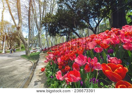 Colorful Flower Beds During The Annual April Tulip Festival In Istanbul In Gulhane Park, Turkey