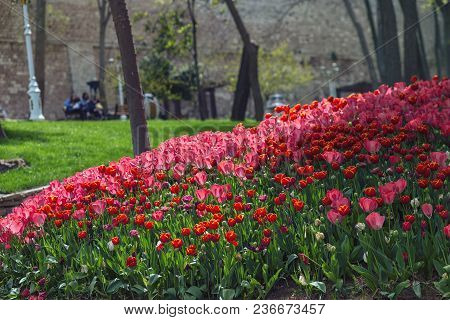 Colorful Flower Beds During The Annual April Tulip Festival In Istanbul In Gulhane Park, Turkey