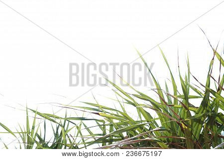 Top View Dessert Palm Tree Leaves At The Sand Dune Area On White Isolated Background For Green Folia