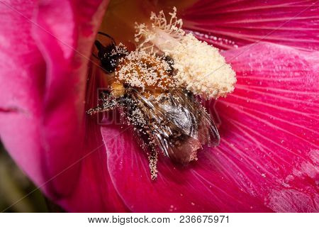 Bumblebee Is Gathering Pollen From Purple Mallow Flower. Animals In Wildlife. Sunny Summer Day.