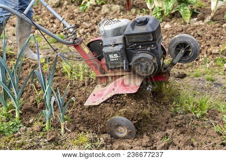 Senior Farmer Gardener Working In The Garden With Rototiller , Tiller Tractor, Cutivator, Miiling Ma