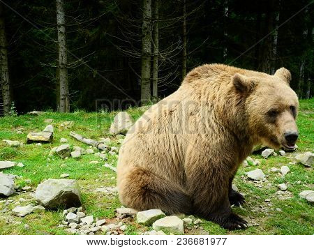 Brown Bear Reservation, Sits Near Carpathian Forest In Ukraine.