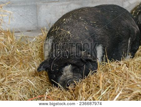 Image Of Black Pig Lies In The Straw