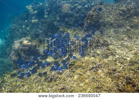 School Of Fish Feeding