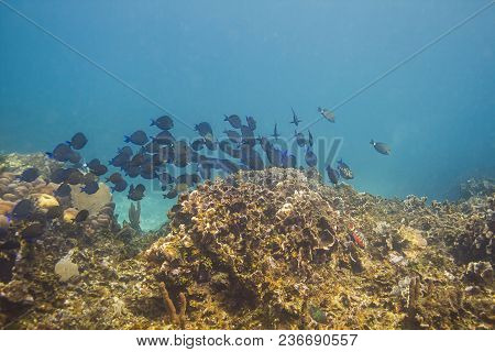 School Of Fish In A Reef