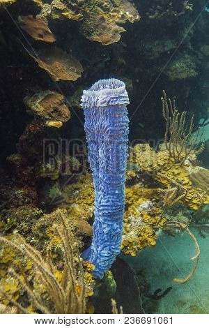 Branching Vase Sponge