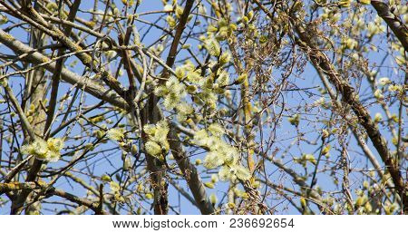 Branches Of Pussy-willow With Flowering Buds Against The Blue Sky