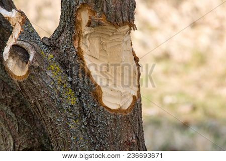 A Tree Poked By A Beaver On A Background Of A Dry Yellow Grass