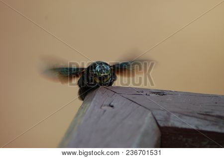 Fly To The Suitable Corner Of Wood