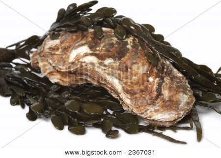 Oyster