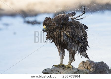Wet Booted Eagle Sit On The Ground To Dry Out After A Bath Before It Take-off Again