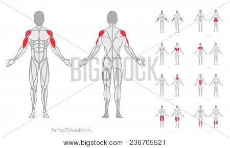 Human Muscles Anatomy Model Vector, Strong Man