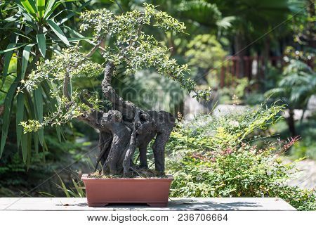 Bonsai Tree In A Pot With Vegetation In The Background In Baihuatan Public Park, Chengdu, China