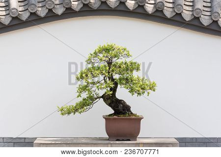 Bonsai Tree On A Table Against White Wall In Baihuatan Public Park, Chengdu, China