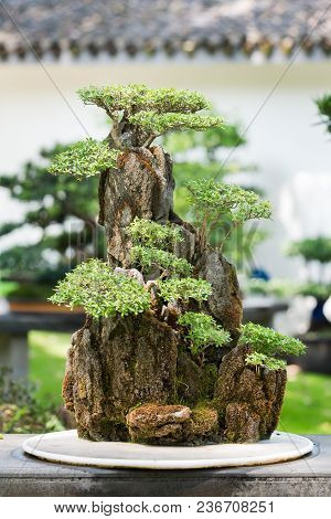 Bonsai Trees On A Rock In Baihuatan Public Park, Chengdu, China