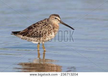 A Short-billed Dowitcher, Limnodromus Griseus In A Calm Shallow Bay In Florida
