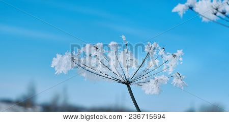 Crystal Snow-flowers Against The Blue Sky.