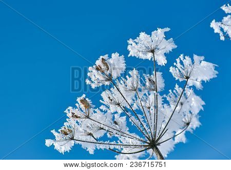 Crystal Snow-flowers Against The Blue Sky.