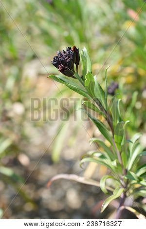 Wallflower Dark Colored Buds - Latin Name - Erysimum Cheiri